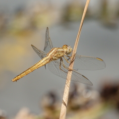 Crocothemis nigrifrons