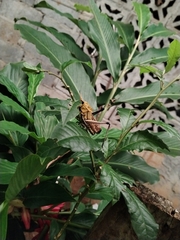 Taeniopoda varipennis