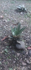 Agave desmettiana