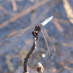 Crocothemis nigrifrons