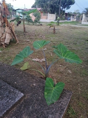 Xanthosoma sagittifolium