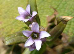 Gentianella turkestanorum