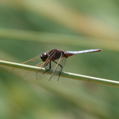 Crocothemis nigrifrons