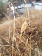 Polypogon monspeliensis