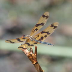 Rhyothemis graphiptera