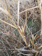 Polypogon monspeliensis