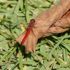 Rhodothemis lieftincki