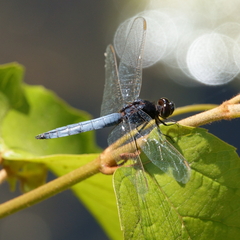Crocothemis nigrifrons