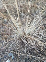 Poa