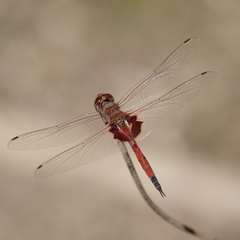 Tramea loewii