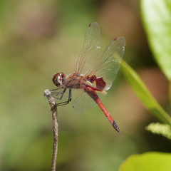 Tramea loewii