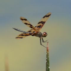 Rhyothemis graphiptera