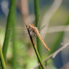 Crocothemis nigrifrons