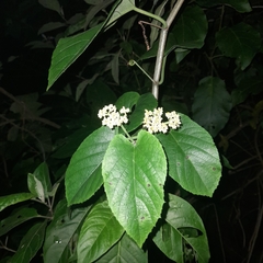 Cissus verticillata