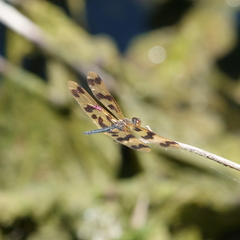 Rhyothemis graphiptera