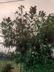 Anacardium occidentale