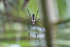 Trichonephila antipodiana