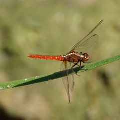 Rhodothemis lieftincki