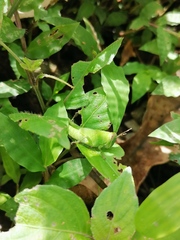 Abracris flavolineata