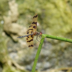 Rhyothemis graphiptera
