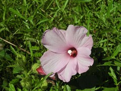 Hibiscus striatus