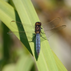 Crocothemis nigrifrons