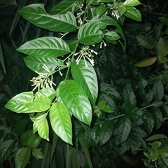 Cestrum nocturnum