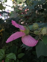 Hibiscus mutabilis