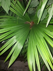 Livistona chinensis