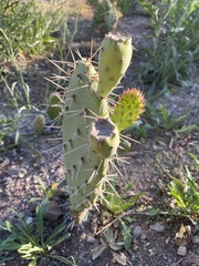 Opuntia semispinosa