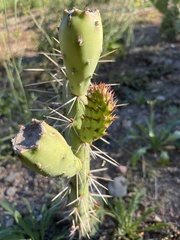 Opuntia semispinosa