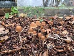 Psathyrella