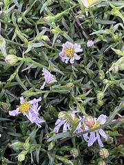 Symphyotrichum divaricatum