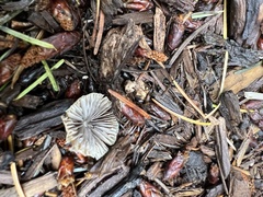 Psathyrella