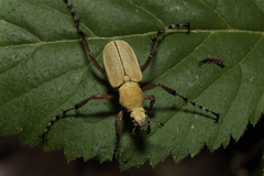 Macrodactylus subspinosus