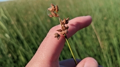 Schoenoplectus americanus