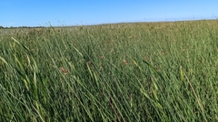 Schoenoplectus americanus