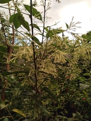 Cestrum nocturnum