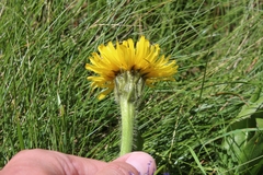 Hypochaeris uniflora