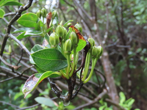 Enkianthus quinqueflorus, photograph 5