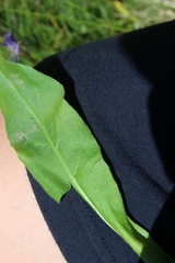 Hypochaeris uniflora