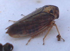 Macropsis scotti