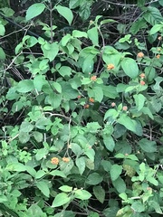 Lantana horrida