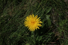 Hypochaeris uniflora