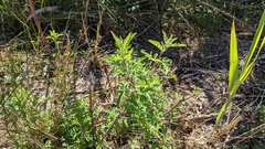 Ambrosia psilostachya