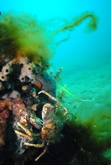 Leptomithrax gaimardii