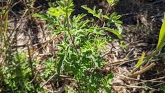 Ambrosia psilostachya