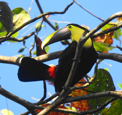 Ramphastos ambiguus