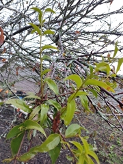 Phoradendron nervosum