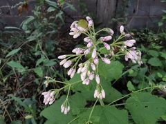 Peteravenia malvifolia